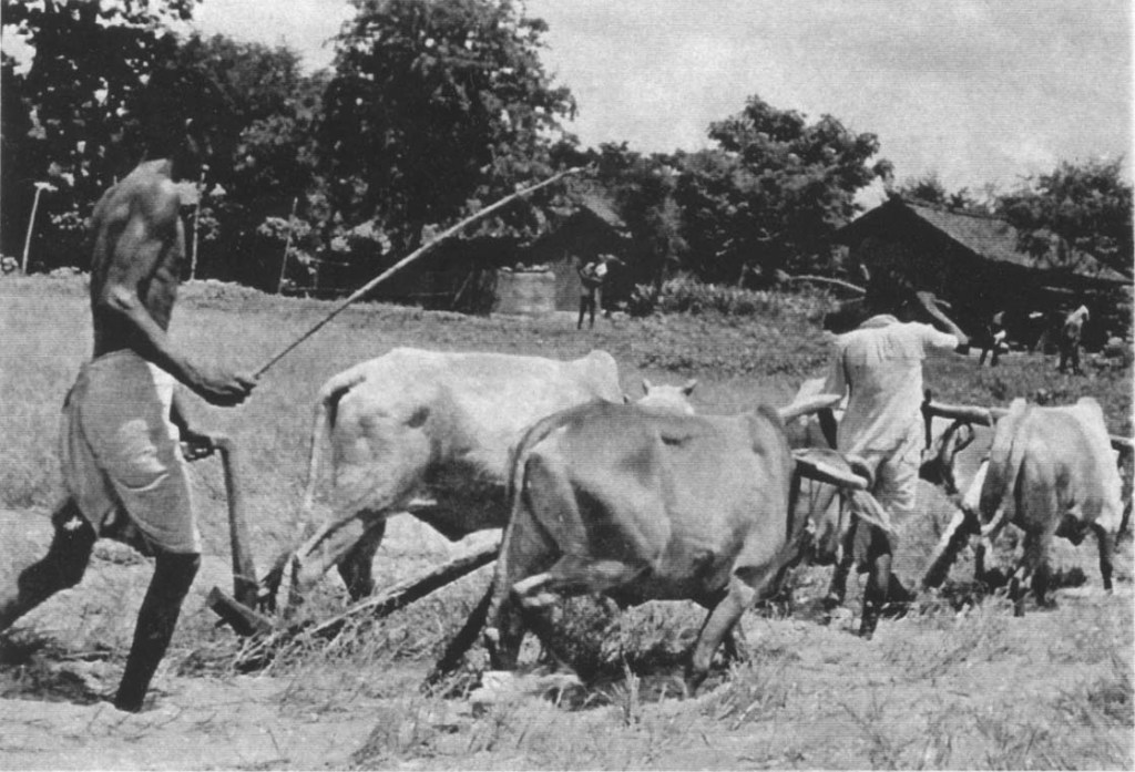 Karandih water buffaloes 